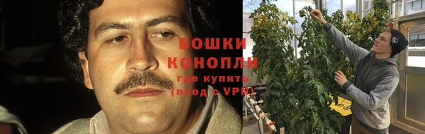 прущие грибы Алзамай